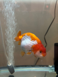 Looking for fish supply(Guppies, Gold fish, Betta)