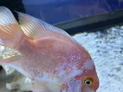 wholesale all African cichlids peacock and Hap, View more
