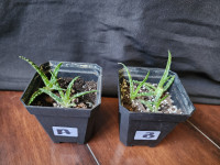 Houseplant | Plants