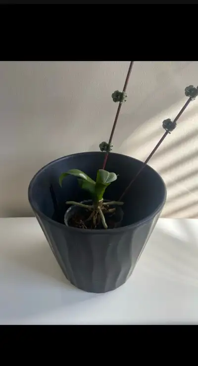 Orchid Plant in Ceramic Pot, View more
