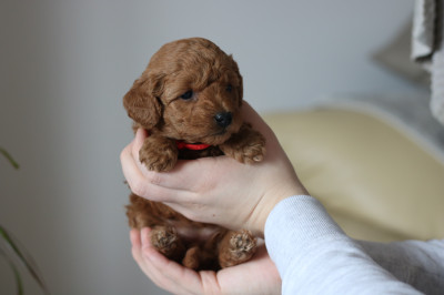Red Toy poodles (only 1 left) 