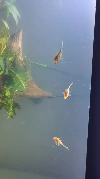 2inch plecos, View more