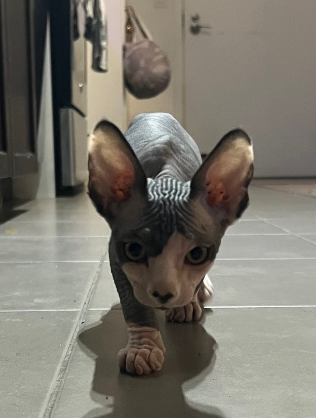 Sphynx kitten Cats & Kittens for Rehoming City of Toronto Kijiji