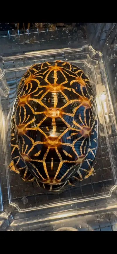 Indian star tortoise, View more