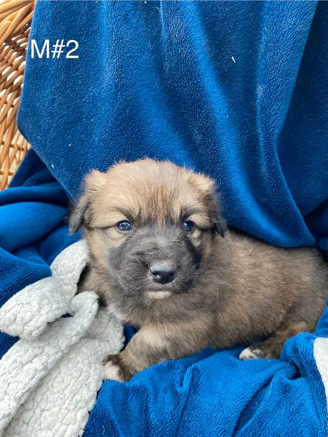 Corgi/ Border Collie (Borgi's) in Dogs & Puppies for Rehoming in Edmonton - Image 4