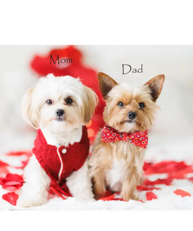 Two adorable shorkie puppies in Dogs & Puppies for Rehoming in Chatham-Kent - Image 7
