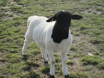 Purebred Dorper EWE Lambs for sale, View more