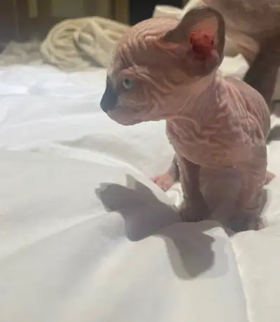Reste 3 SPHYNX disponible pour réservation, View more