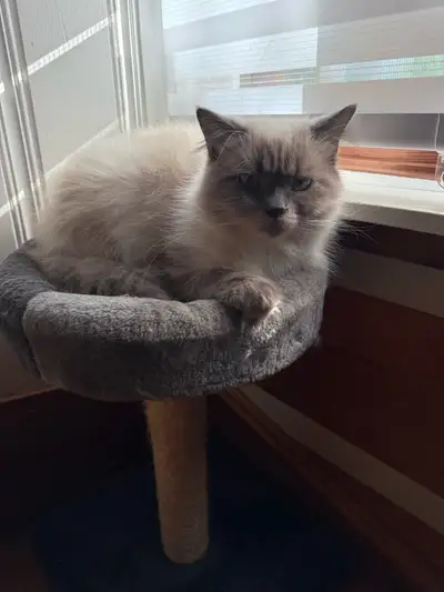 Himalayen blue point Mâle 10 mois Non opérer Non vacciné Habitué avec les autres chats Fais ses grif...