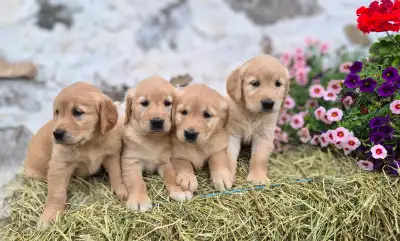 Purebred Golden Retriever pups, View more