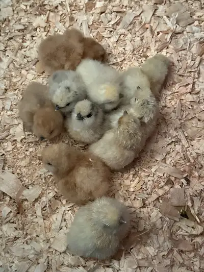 silkie chicks, View more