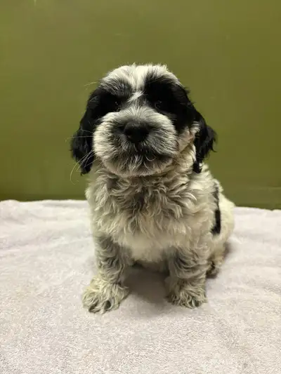 Havanese & Havapoo Puppies Available, View more