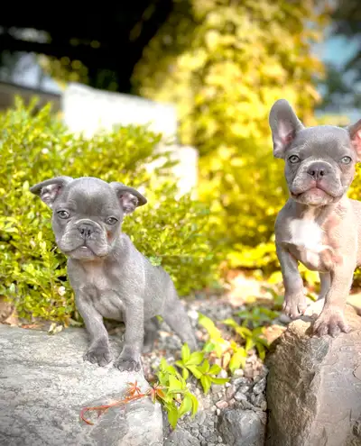 French Bulldog Français exotique, View more
