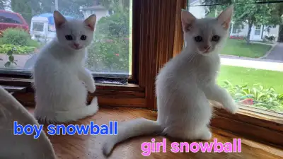 Adorable Persian Kittens for Rehoming, View more