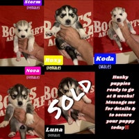 Husky Puppies for sale!