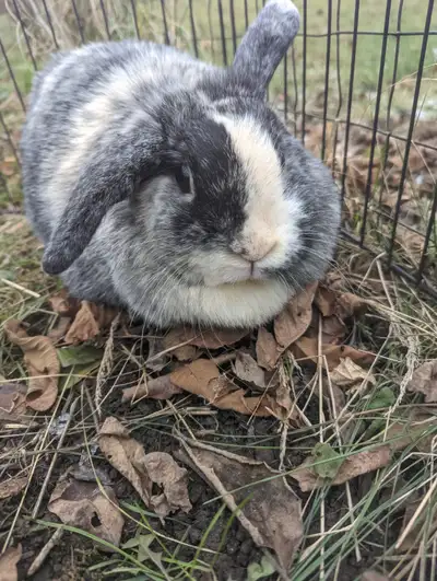 Hello, I have one gorgeous harlequin mini lop for sale. Shes sweet, bright, and curious and would be...