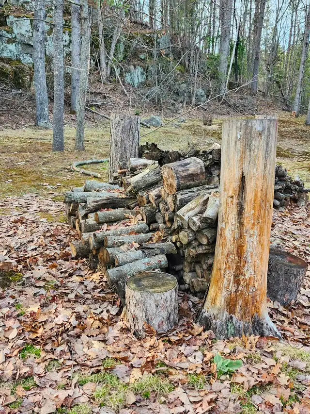 FREE Red Pine CampFire wood, & Brush — Variety of Sizes in Free Stuff in Muskoka - Image 4