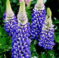 SEEDS: Purple Lupin Plants