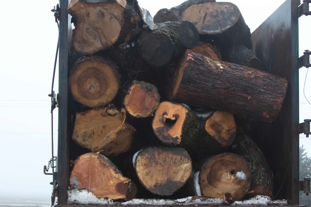 Cut Trees/ Logs Wanted in Other in Leamington