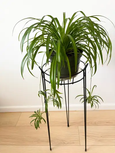 Spider Houseplant, View more