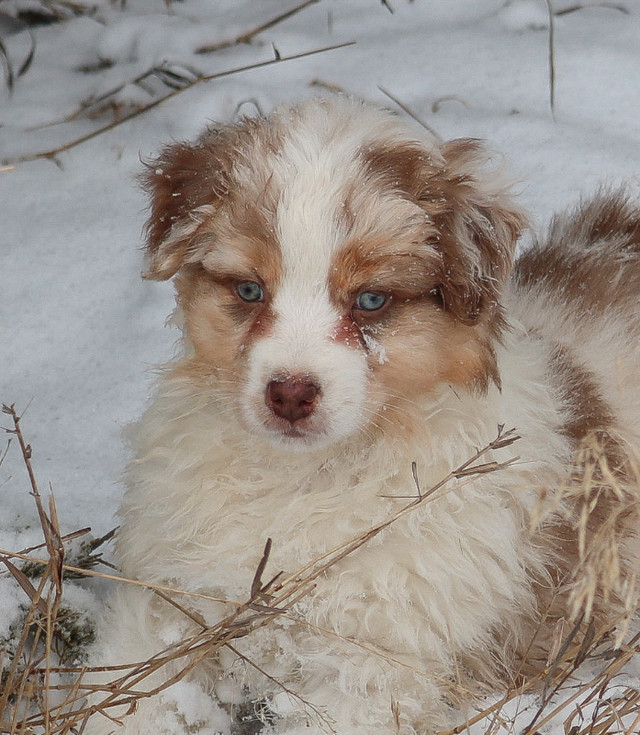 CKC Registered Australian Shepherd Puppy in Dogs & Puppies for Rehoming in Regina