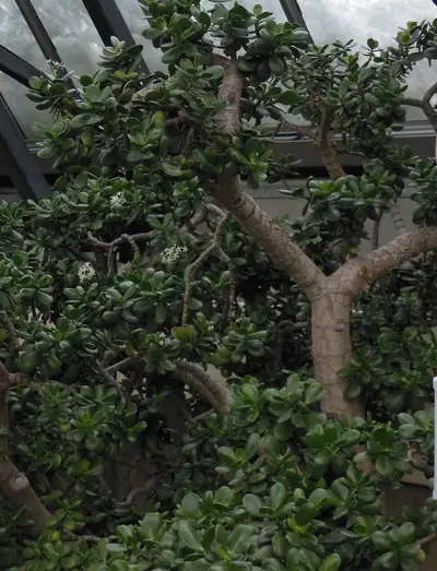 Belle petite pousse de l’arbre Ovata , View more