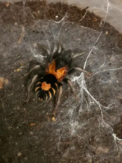 1.5" Female Cyriocosmus elegans (Trinidad dwarf heart-butt). Great dwarf species. Full list of avail...