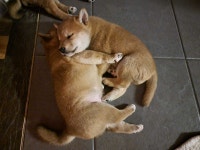 Shiba inu reste 1 male 1 fem pour reservation Drummondville Centre-du-Québec Preview