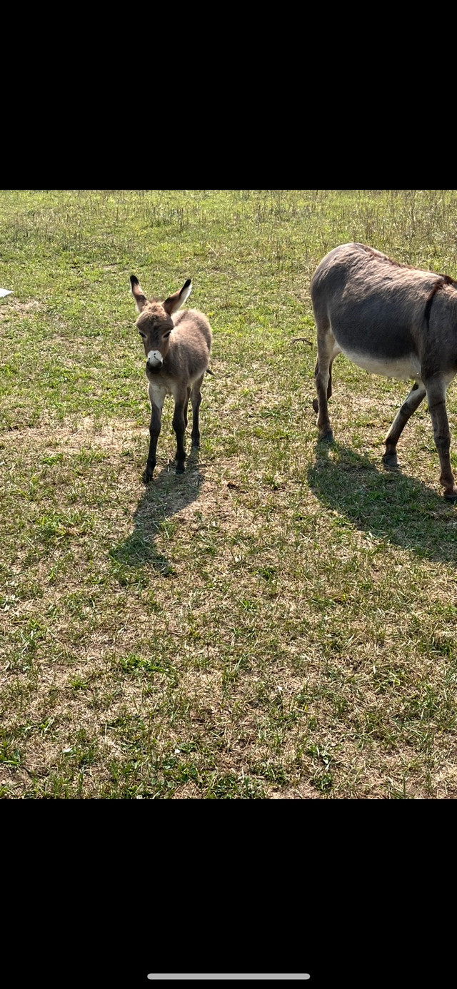 Mini Donkeys for sale in Horses & Ponies for Rehoming in Owen Sound - Image 3