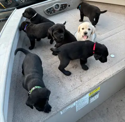 Labrador Retriever Puppies, View more