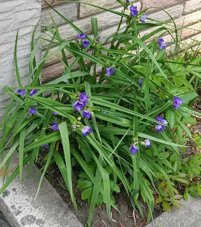 Spiderwort Plant, View more