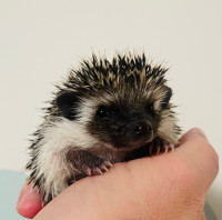 Sweet and social baby Pygmy Hedgehogs! Super awesome pets!