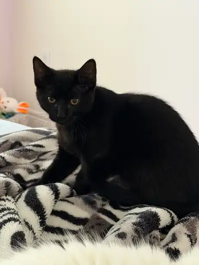 Male kitten 5 months, View more