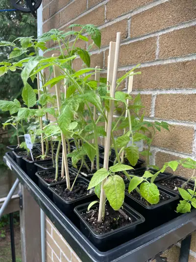 Plants de tomates Roma, View more