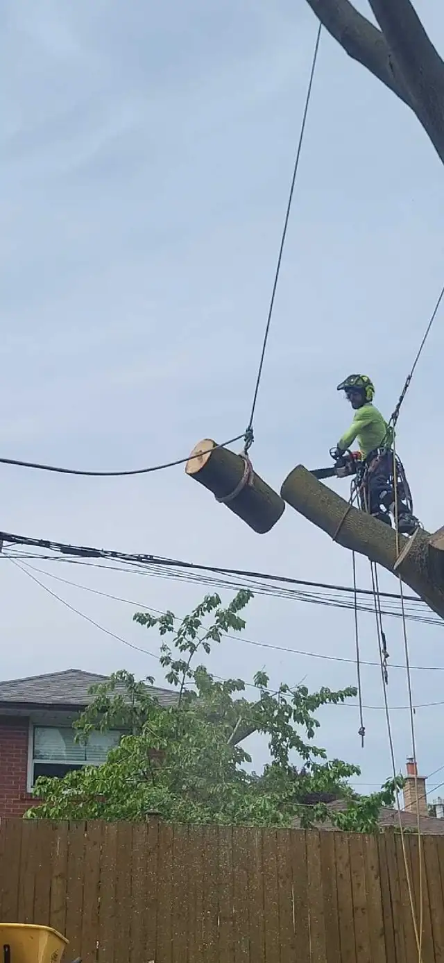 Tree Pruning Tree Removal 647 654-1884 in Lawn, Tree Maintenance & Eavestrough in City of Toronto - Image 3