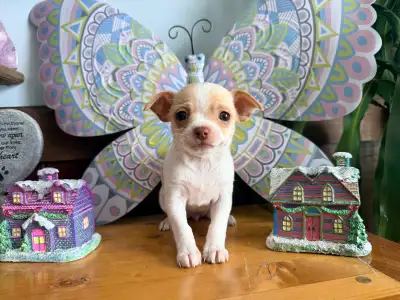 ❤️Tiny Chihuahuas❤️ (ALL SOLD), View more