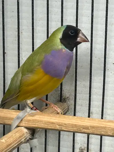 PAIR OF GOULDIAN FINCHES , View more