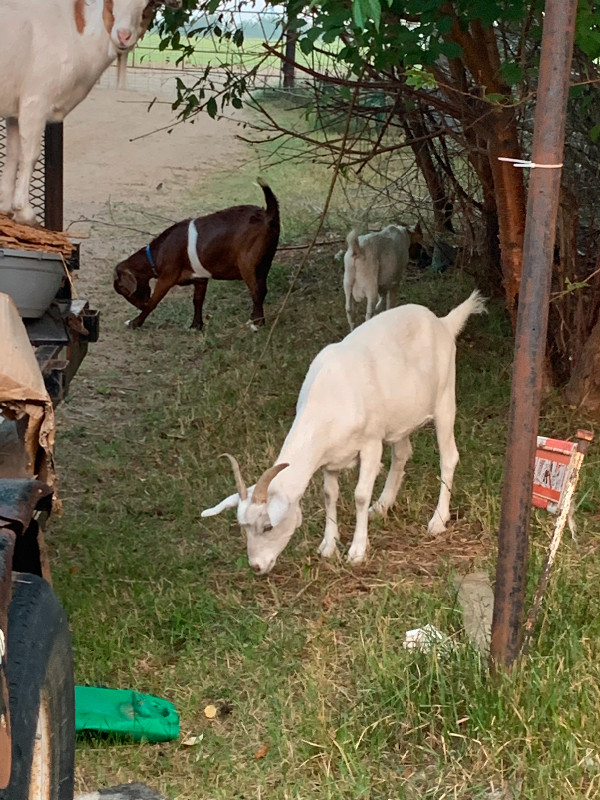 Antiques; farm equipment; furniture; sheep and goats; for sale