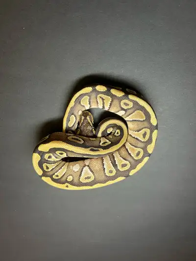python royal / ball python, View more