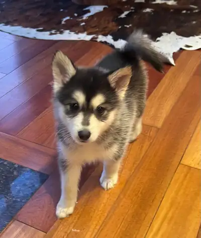 Mini Husky one female available, View more