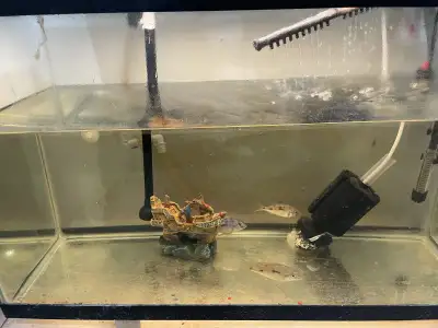 free fish , View more