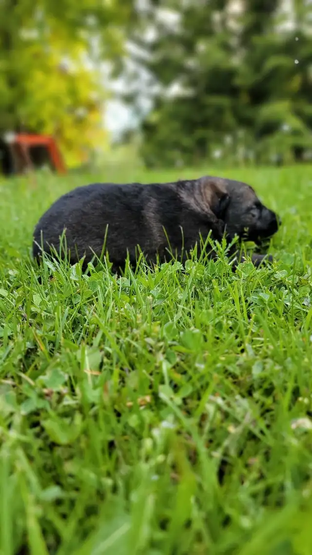 German Shepherd Puppies in Dogs & Puppies for Rehoming in Stratford - Image 10