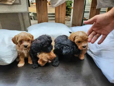 poodle+ yorkie/chihuahua mix puppies, View more