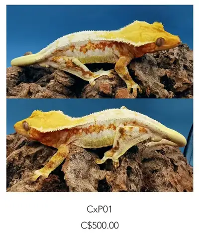 Crested geckos, View more