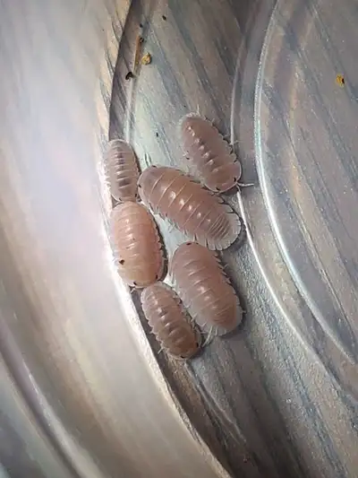 Fancy Isopod starter kits :), View more