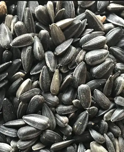 BLACK OIL SUNFLOWERS FOR SALE , View more