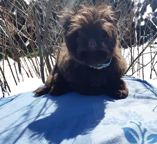 PLUS BEAU EN VRAI YORKSHIRE 3/4 CHOCOLAT BABY Face in Dogs & Puppies for Rehoming in Longueuil / South Shore - Image 3