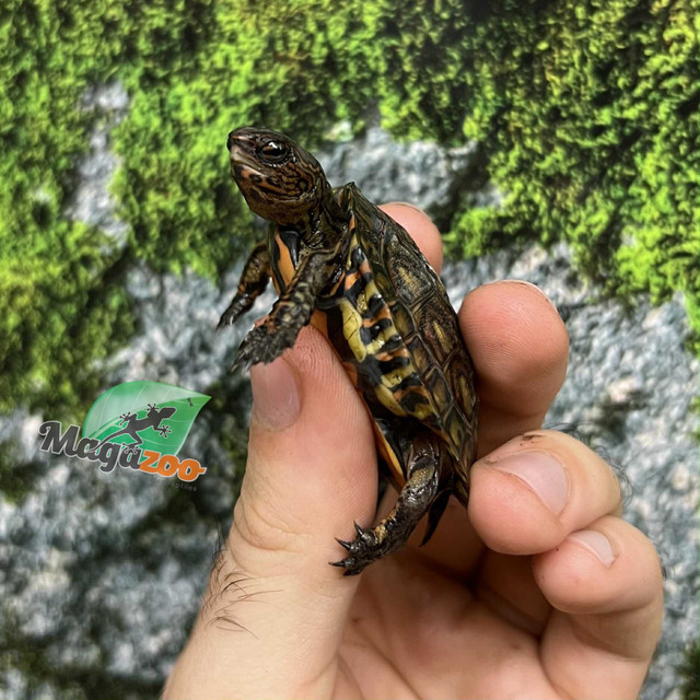 Tortue forestière peinte Bébé /Ornate wood turtle dans Reptiles et amphibiens à adopter  à Ville de Montréal - Image 3