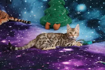 Leopard Look Bengal kittens – brown, silver rosetted - TICA, View more