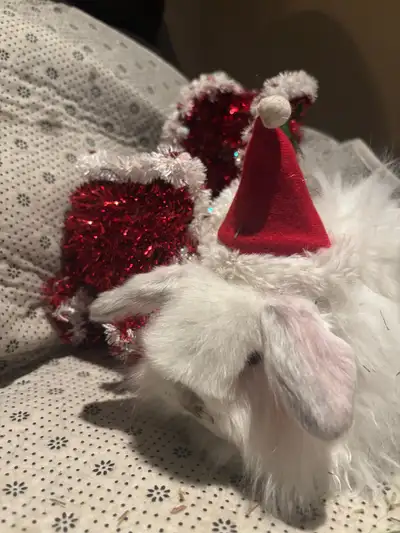 Holland Lop Bunny, View more